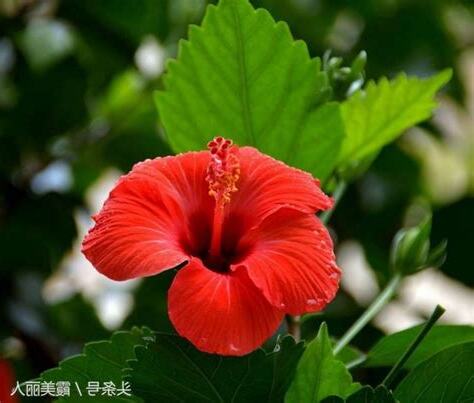 紅花綠葉意思