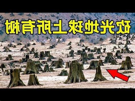 樹木對人類的好處