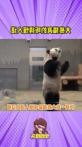 熊皮大衣