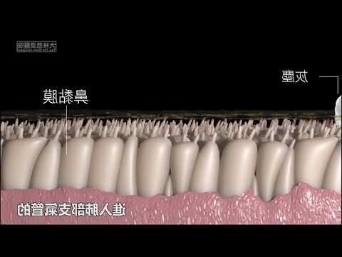 鼻子五行