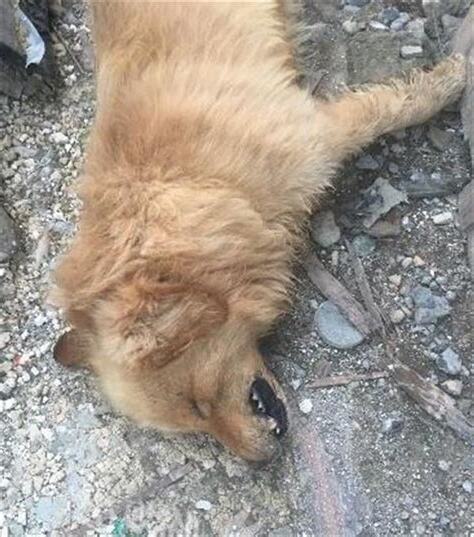 死狗意思