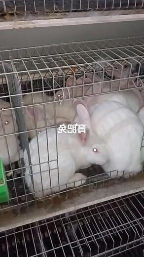 兔子的三合