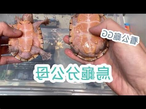 烏龜是體內受精嗎