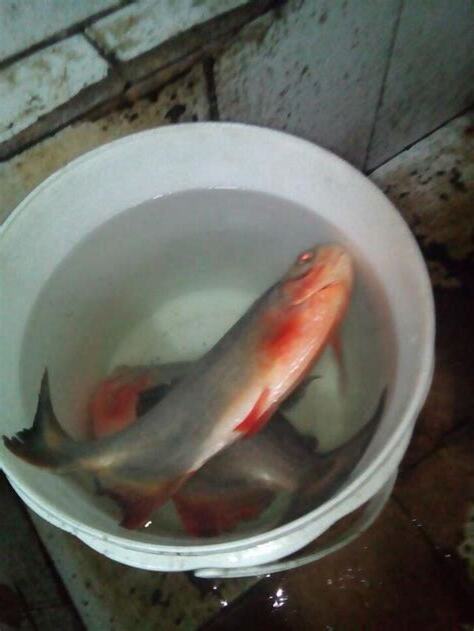 四條魚