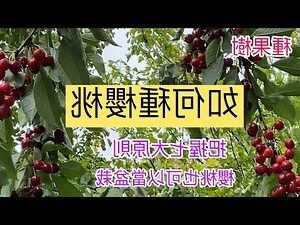 桃樹品種