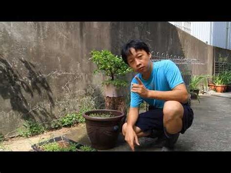馬蟻