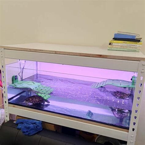 魚缸裝潢
