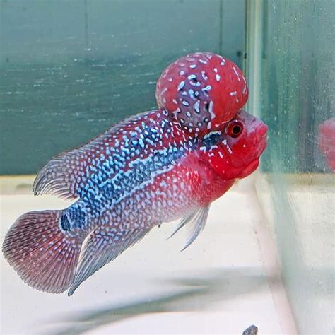 紅羅漢魚