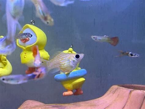 茶壺魚懷孕