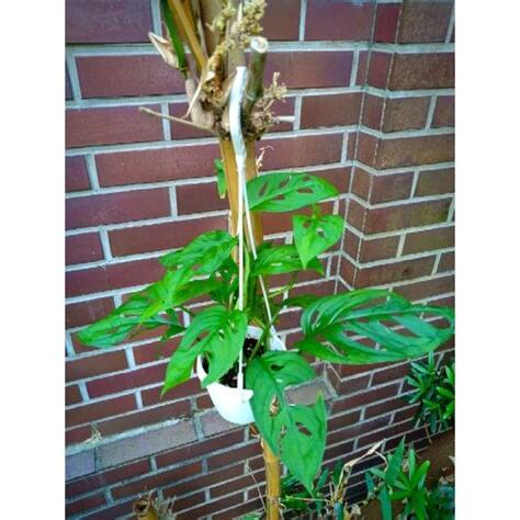 窗孔龜背芋攀爬