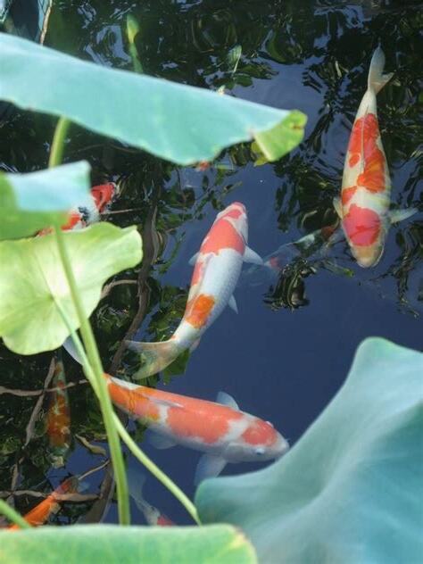 鯉魚養幾隻