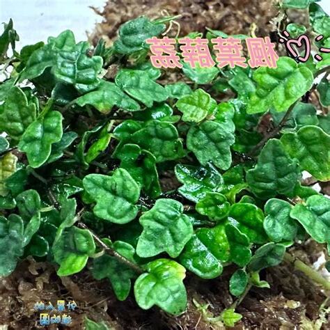 楓葉薜荔種植