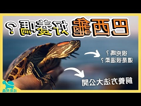 巴西龜吃什麼