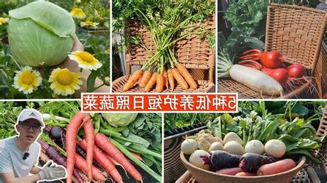 半日照蔬菜