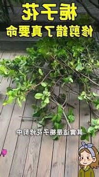 梔花葉放時