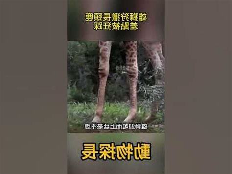 踩動物