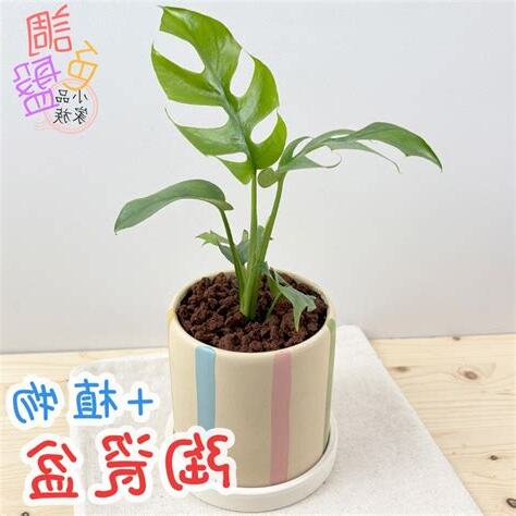 龜背竹換盆季節