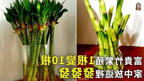 富貴竹繁殖