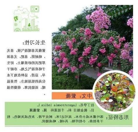 植物属性