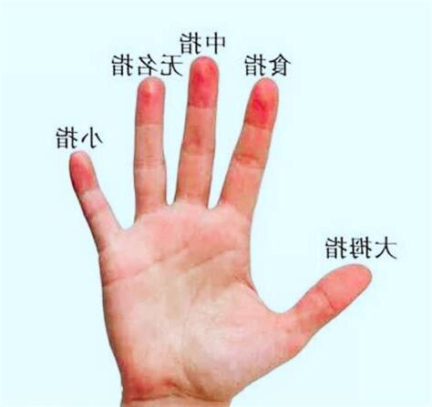 五指代表