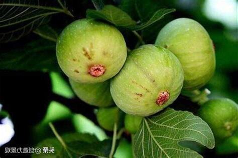 無花果風水