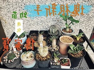 栽的意思