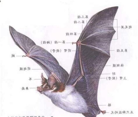 蝙蝠代表什么