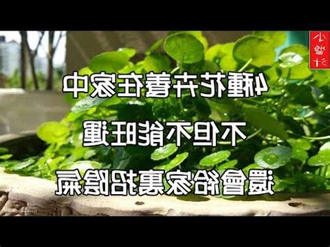 石蓮花風水
