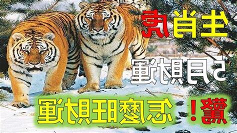 2023屬虎運勢