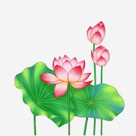 蓮花圖片風水