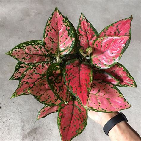 如意花開花