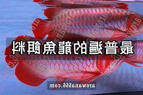 龍魚