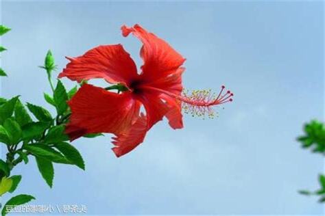 扶桑花風水