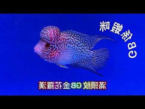 羅漢魚種類