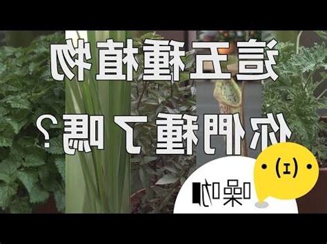 防蚊樹風水