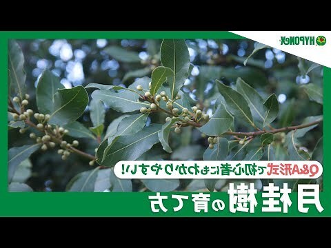 桂樹風水
