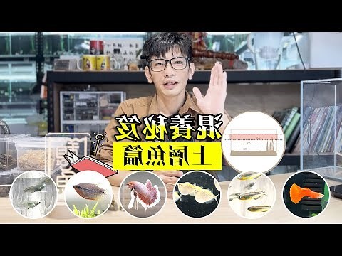魚缸幾隻魚