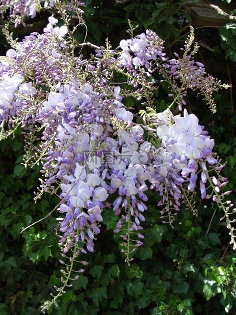 攀藤花卉