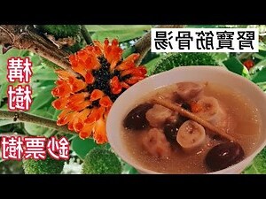 筋骨構樹功效