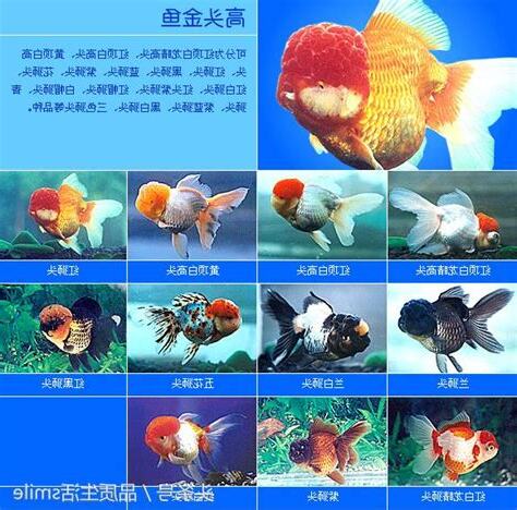 夜市金魚品種