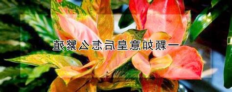 如意皇后分株