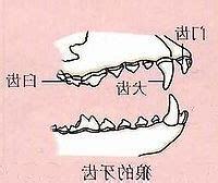 狼的牙齒