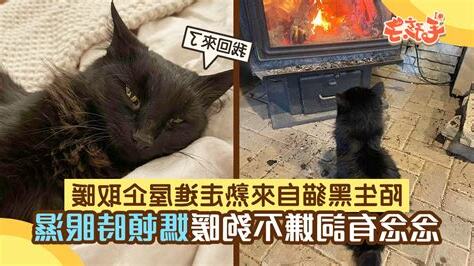 自來黑貓好不好