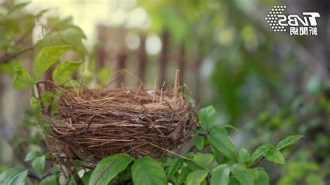 屋外有鳥巢