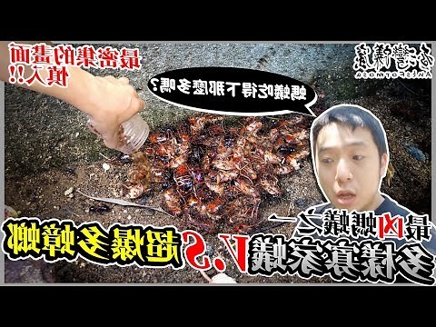 多樣寡家蟻