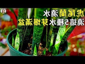招财虎尾兰风水