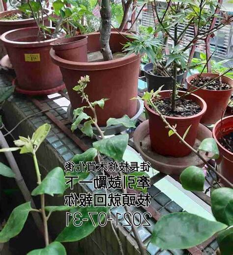 九重葛徒長枝