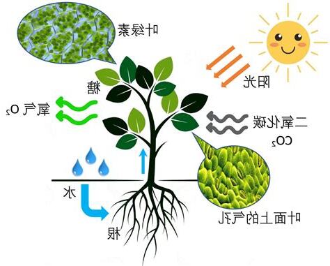 光合作用