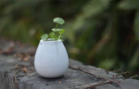 銅錢草風水