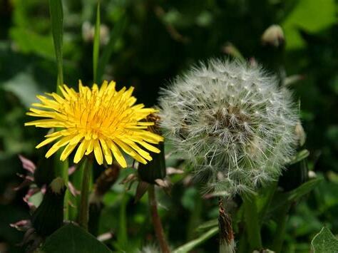 蒲公英功效